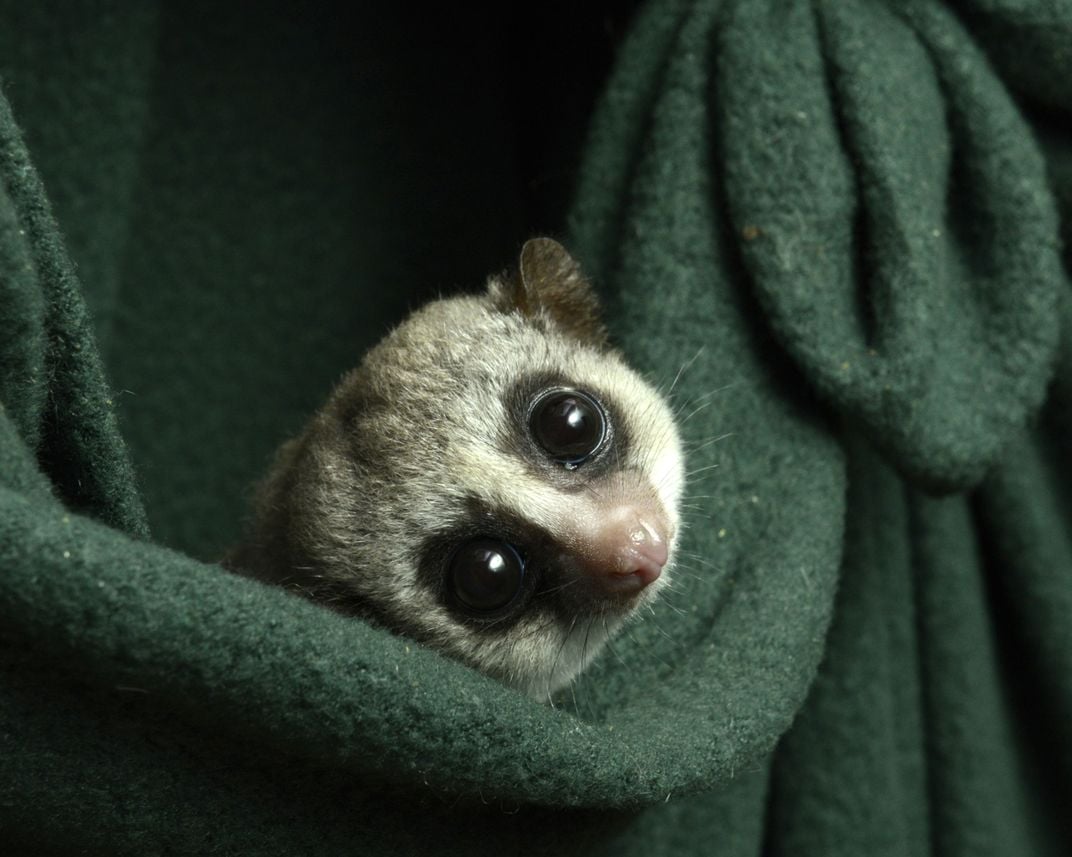 A fat-tailed lemur curls up in a fleece hammock at the Duke Lemur Center.