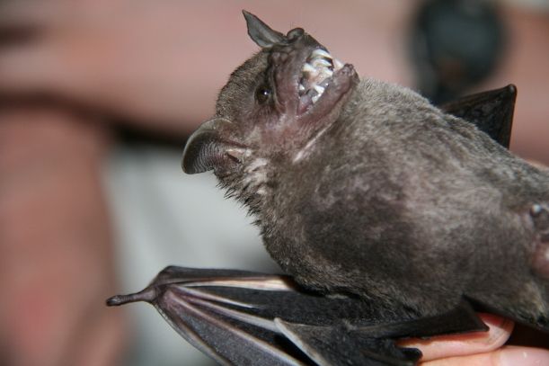 Bats-Barro-Colorado-Island