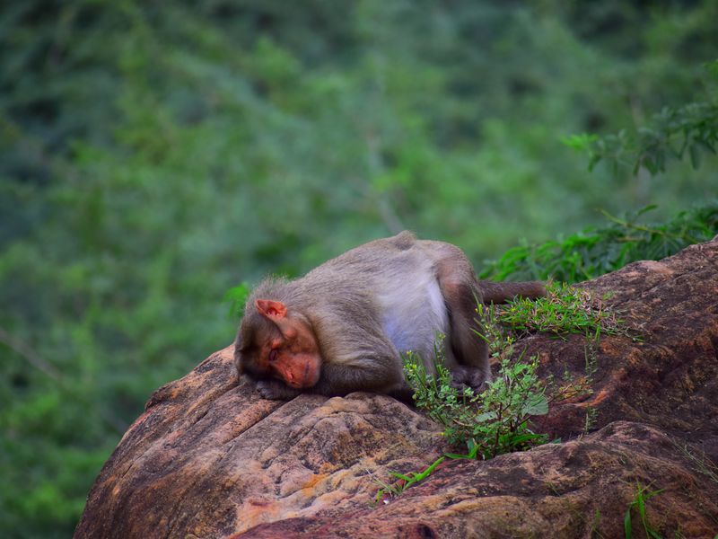 Sleeping Monkey Smithsonian Photo Contest Smithsonian Magazine