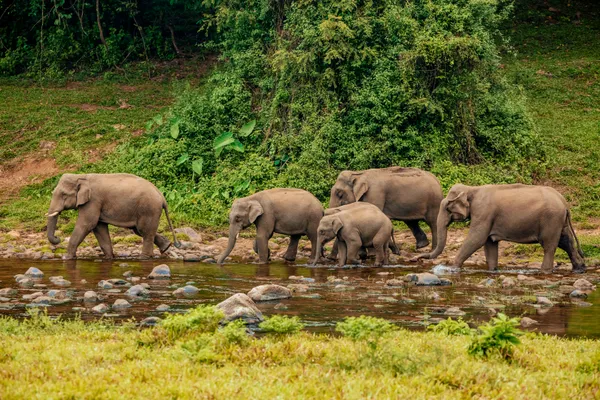 Wild elephants in munnar thumbnail