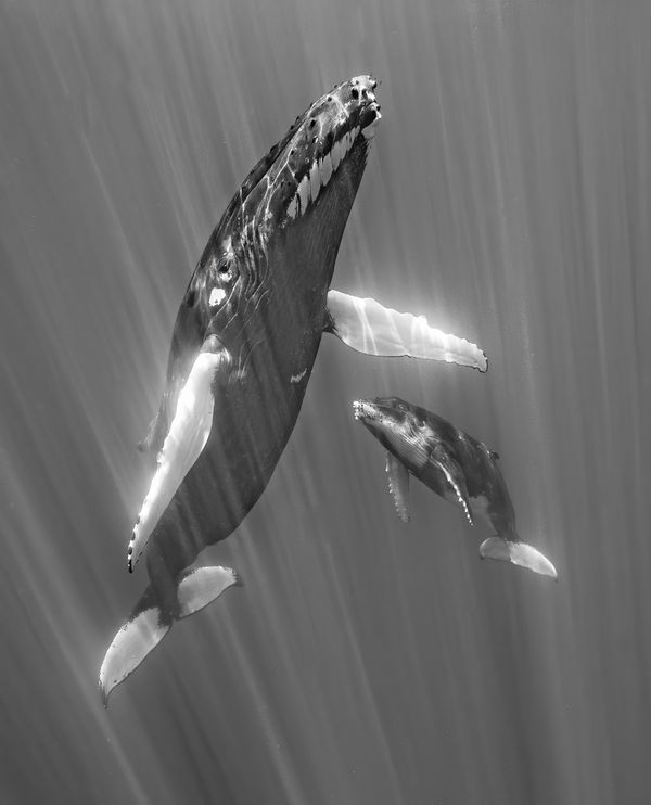 Mother and juvenile Humpback whales rise to the surface for a breath. thumbnail
