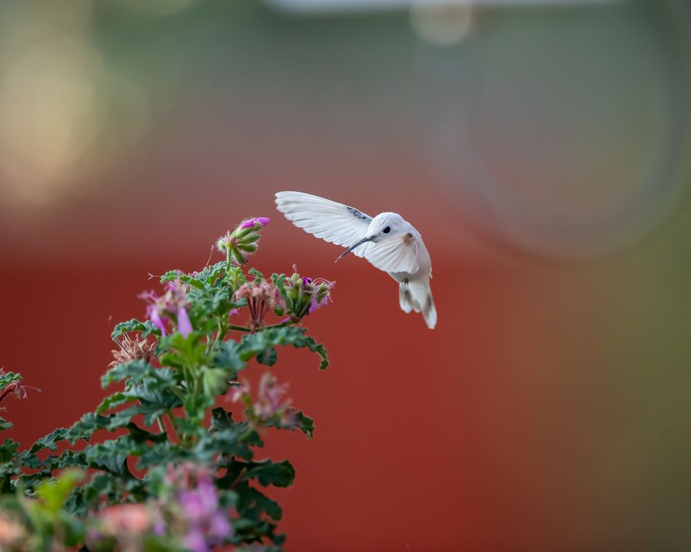 A rare find this leucistic broad-tailed hummingbird drinks nectar from flowers.

Back Story: Seeing a white humming bird for the first time is an experience I will never forget. I was alerted by a friend about a white hummingbird feeding in her yard. Not wanting to pass up an opportunity to see and photograph one, I asked if I could come over to take some pictures.  A hour and a half drive later, I arrived and found it was still there.