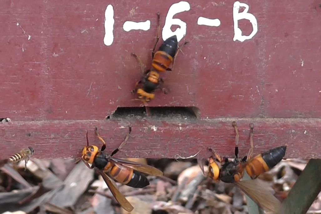 An image of a three giant hornets at the entrance of a bee hive.
