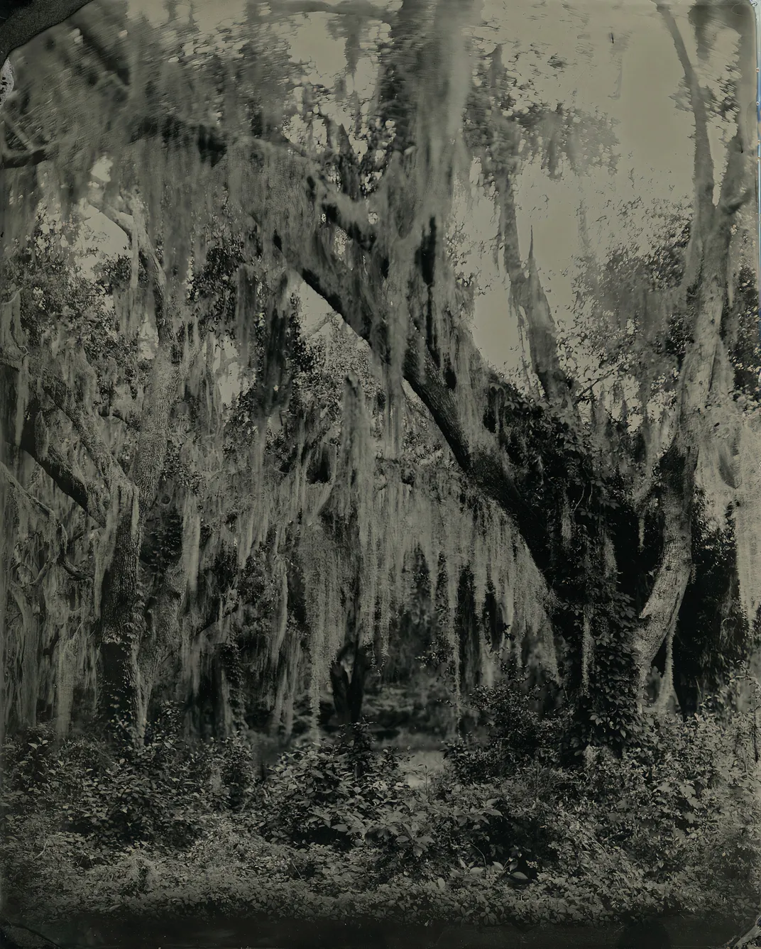 a tin type photograph of a live oak tree with Spanish moss