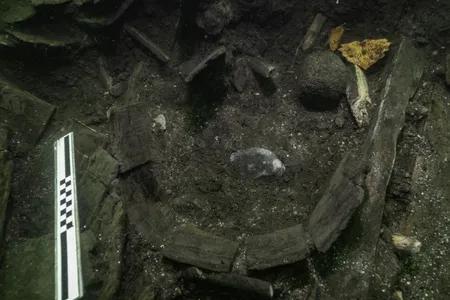 Archaeologists first spotted the sturgeon's bony plates near a barrel in the Gribshunden shipwreck. 