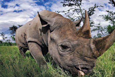 Infamously fierce, rhinoceroses, pictured is a black rhino in Kenya, are victims of rumors that have driven the price of their horn to hundreds of dollars an ounce.