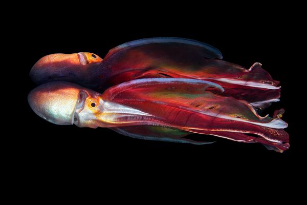 Blanket Octopus thumbnail