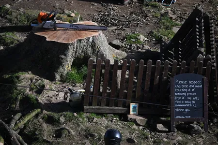 Located in Northumberland National Park, the Sycamore Gap tree was well-known throughout England and beyond.