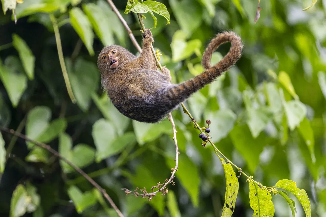 A pygmy marmoset swings on a berry-laden branch. The tiny monkeys mostly subsist on gum and sap, but they supplement their diet with fruit and insects.