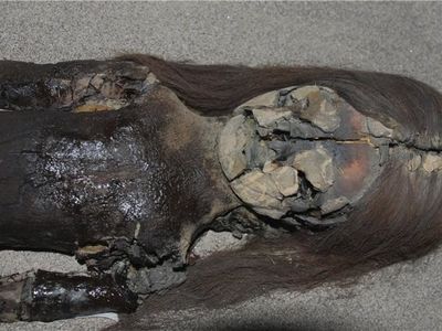 Chinchorro mummy at San Miguel de Azapa Museum in Arica, Chile