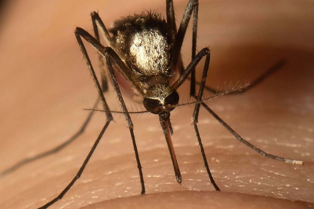 A close-up photo shows a mosquito sitting on a person's skin 