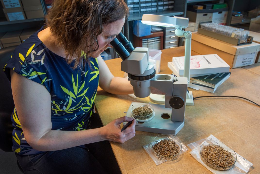 Vicki Ewens studies the amphibian bones.