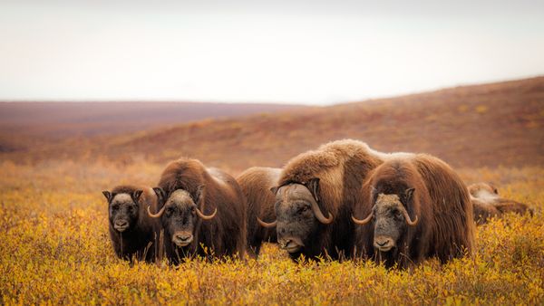 Musk Oxen Family in the Alaska Tundra thumbnail
