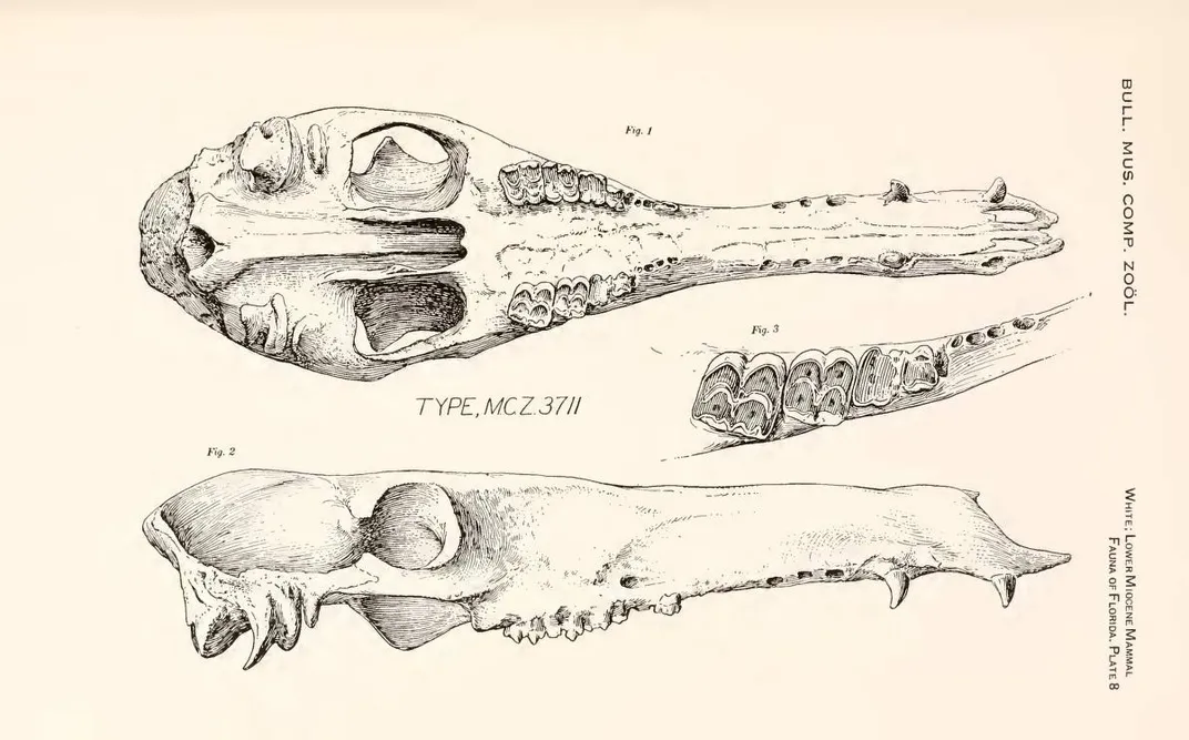 sketch of long camel jaws