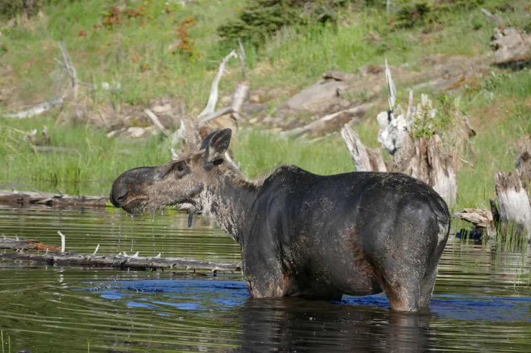 Moose standing in water