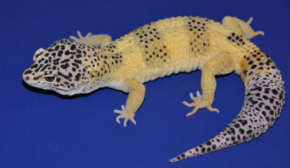 A close up of Mr. Frosty, a lemon frost variant of leopard gecko. The gecko has black spots on its head, tail and two segments on its body, The rest of the geckos skin color is yellow. 