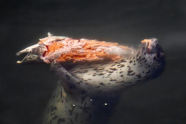 Seal with Coho Salmon thumbnail