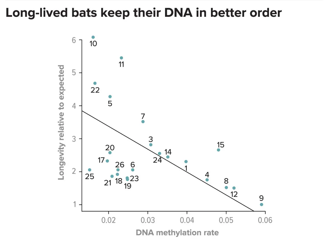 Bat Longevity