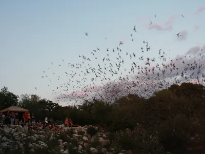 Mexican free-tailed bats leaving Bracken Cave in Texas