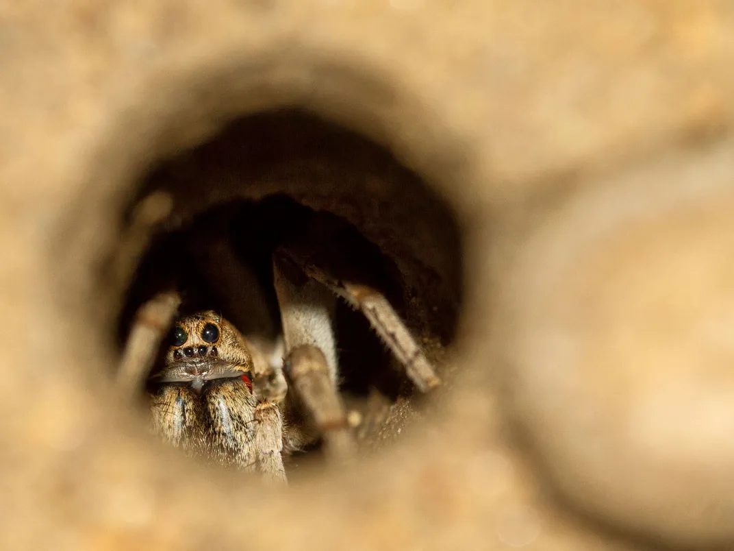 Trapdoor spider