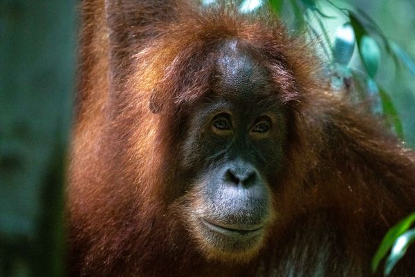 The Orangutan’s Gentle Smile thumbnail