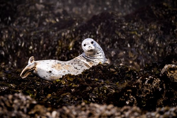 Seal at Yaquina Head Lighthouse Beach thumbnail