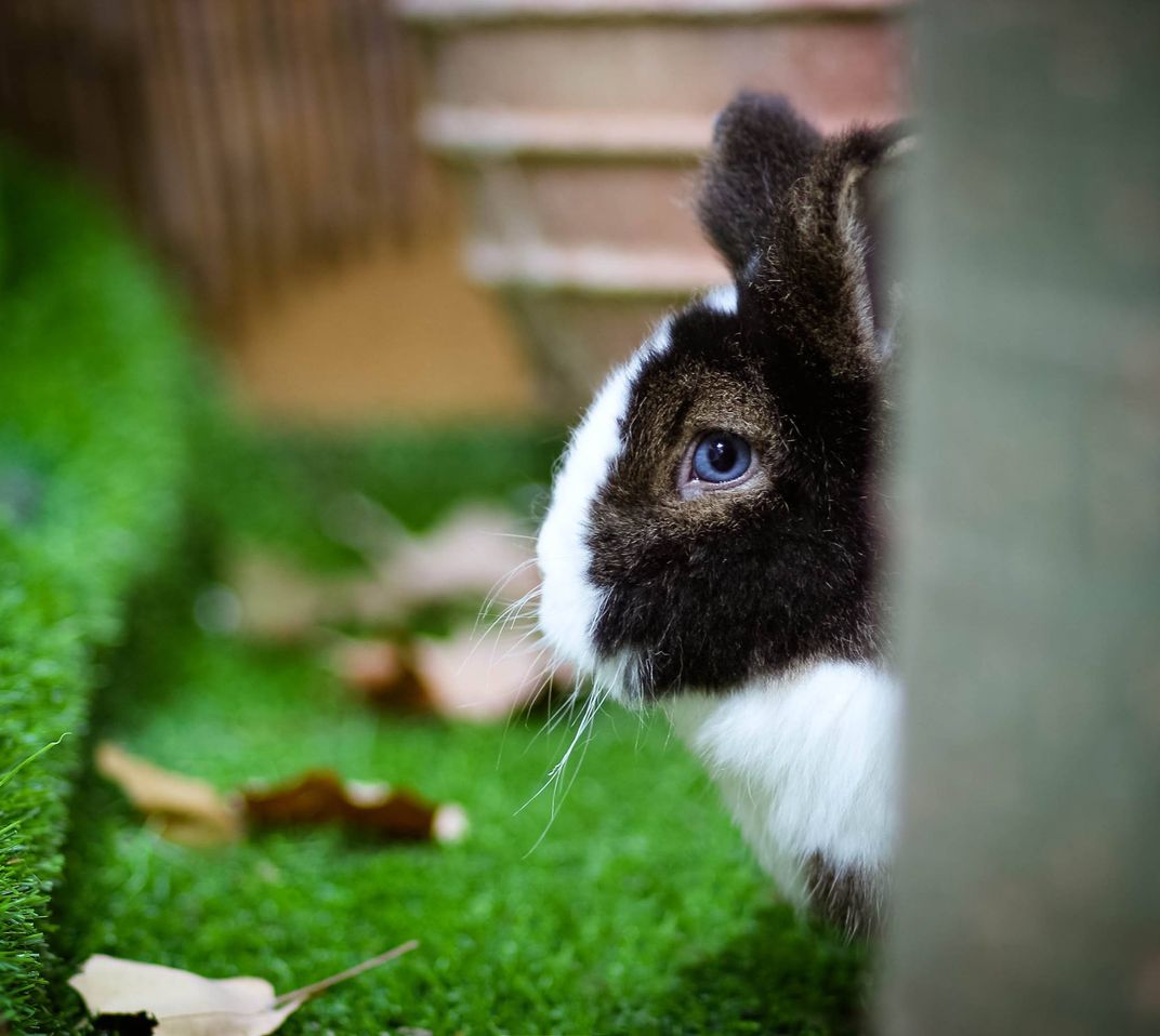 Rabbit is watching me from behind the tree | Smithsonian Photo Contest ...