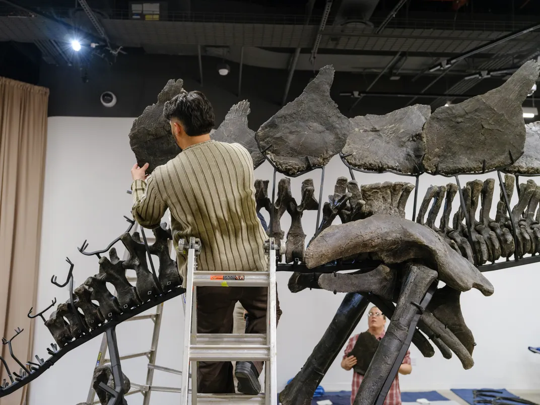 a person assembles the plates on a dinosaur skeleton