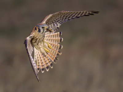 A female American kestrel, the smallest falcon in North America, catches a bug in her beak. Among other traits, female kestrels can be identified by black bars on the tail; males have red tail feathers with black tips.