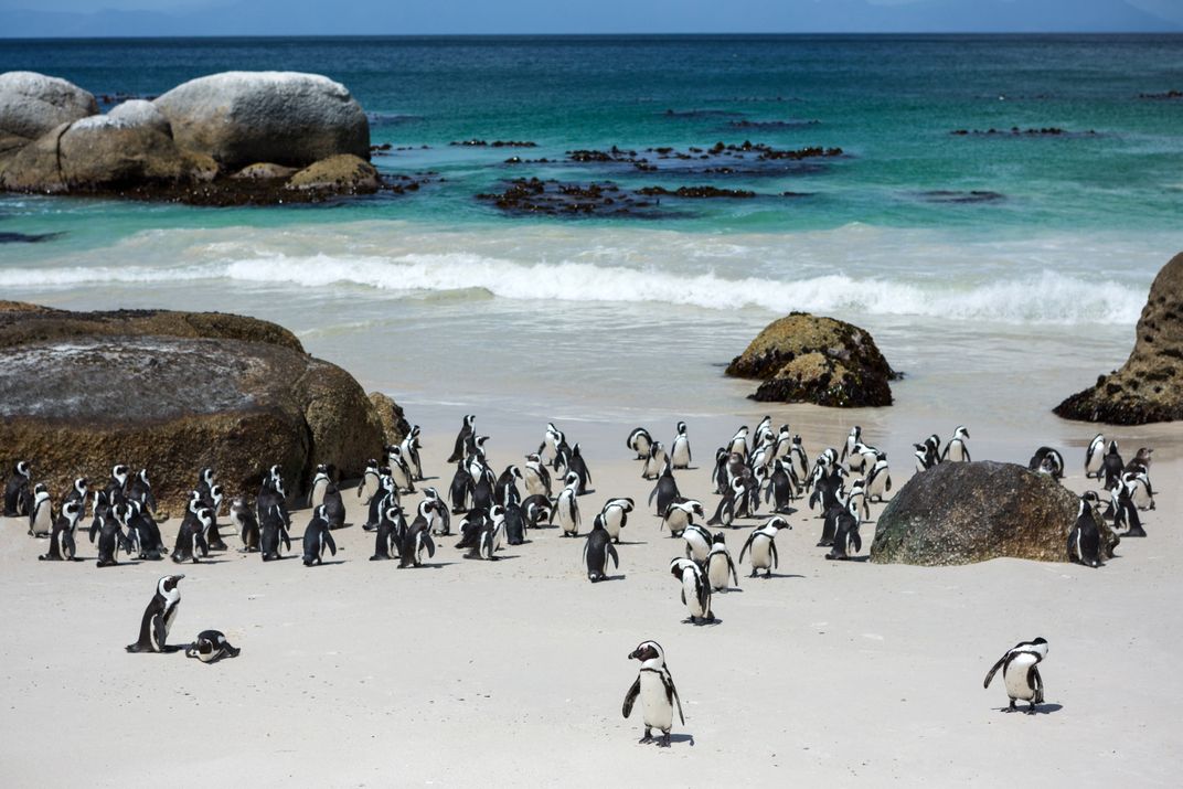 African penguins at Boulders Beach, Cape Town