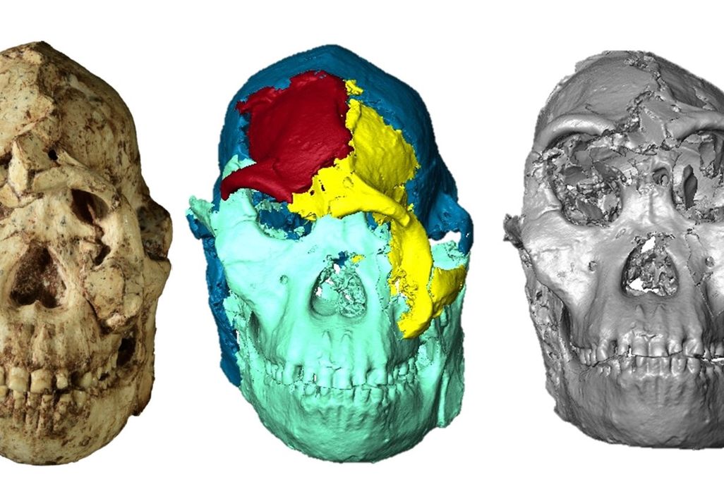 A human-like skeleton in three different stages of digital reconstruction
