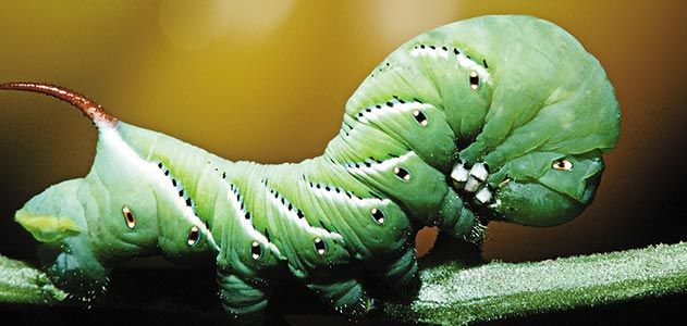 Wild-Things-caterpillars-631.jpg