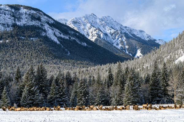Large herd of wild elk, also known as wapiti (Cervus canadensis)  resting in the snow under the mountains in Banff National Park thumbnail