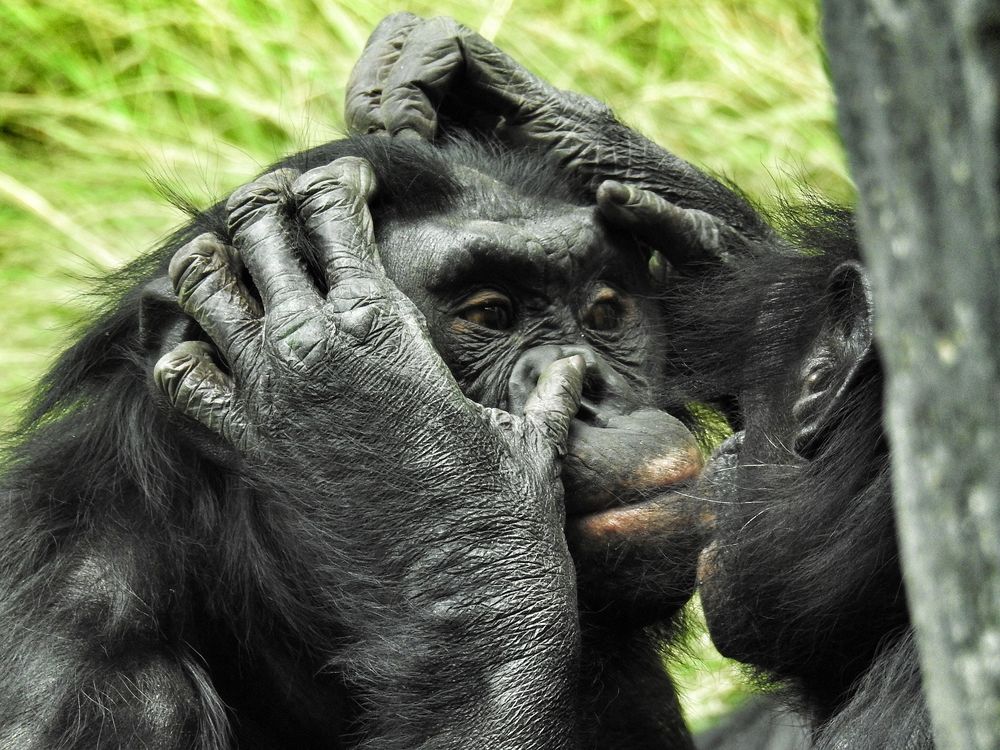 A close-up image of a bonobo getting groomed by another bonobo