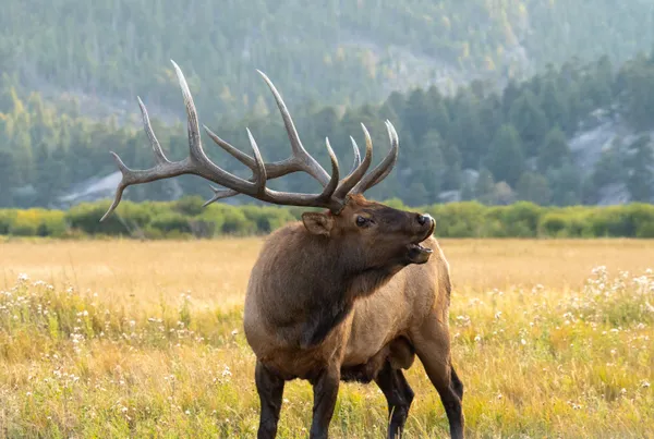 A bugle heard across the meadow thumbnail