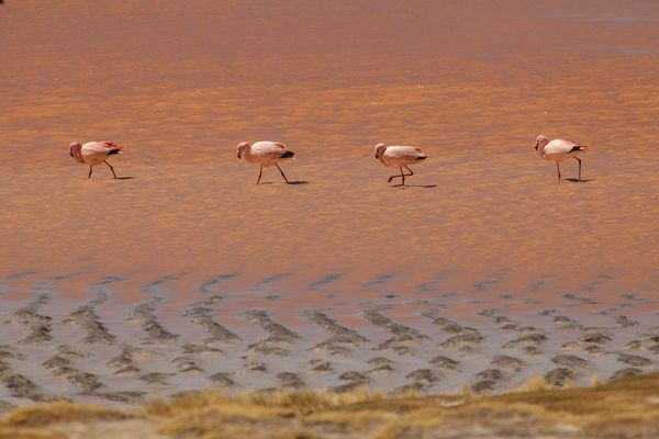 Four walking flamingos thumbnail