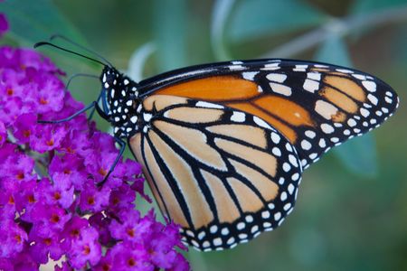 A monarch butterfly sits on a Buddleia Butterfly Bush.