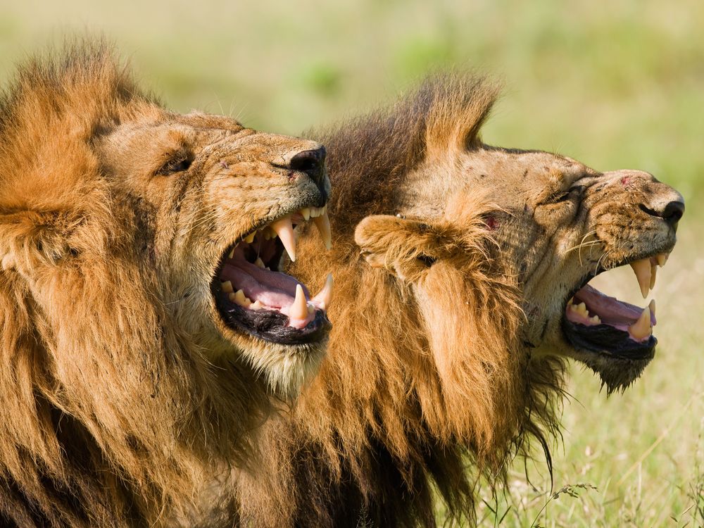 man eating lions