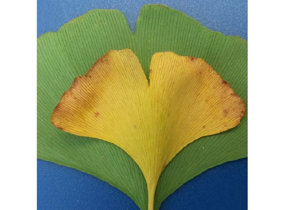 Ginkgo biloba leaves could be the key to reconstructing past changes in carbon dioxide and climate (Rich Barclay, Smithsonian).