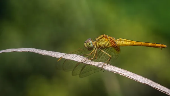 Scarlet Skimmer dragonfly portrait sitting on a dry grass leaf thumbnail