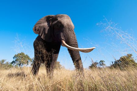 New genetic evidence confirms that ivory poaching in Africa involves only a few powerful players who consolidate the goods for illegal trade abroad.