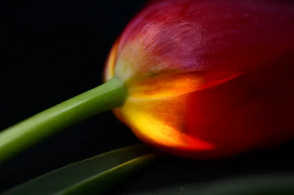 Red Tulip thumbnail