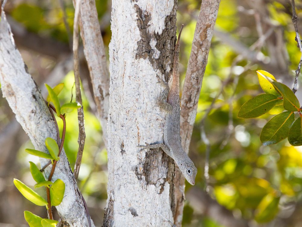 Lizards With Bigger Toes and Smaller Hind Legs Survive Hurricanes, Science