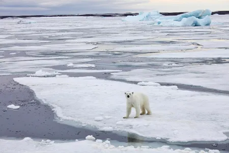 We’ve never cared less about a charismatic animal standing forlornly on a rapidly deteriorating landscape.