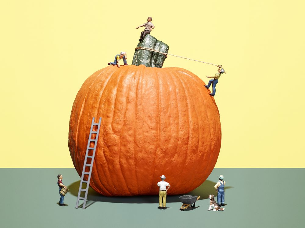 The weight of record-setting giant pumpkins has ballooned nearly 500 percent since 1975.