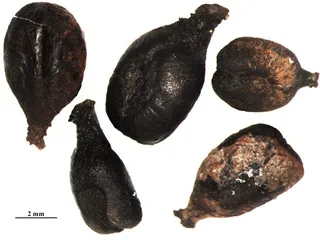 Ancient Wine Seeds