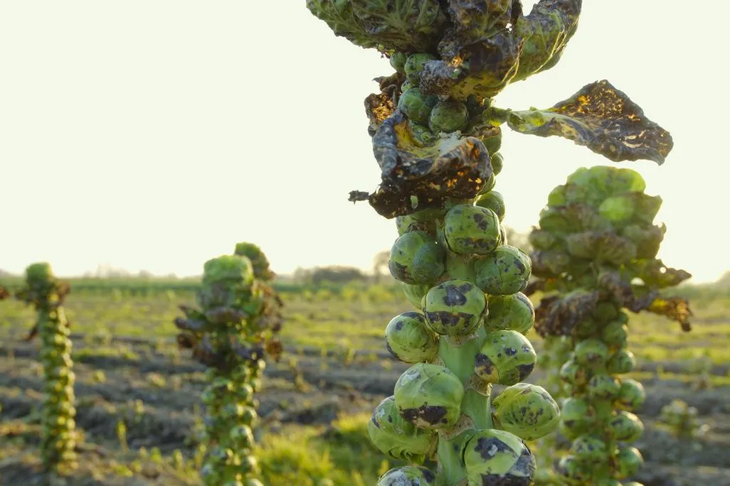 Brussels Sprouts ready for harvest