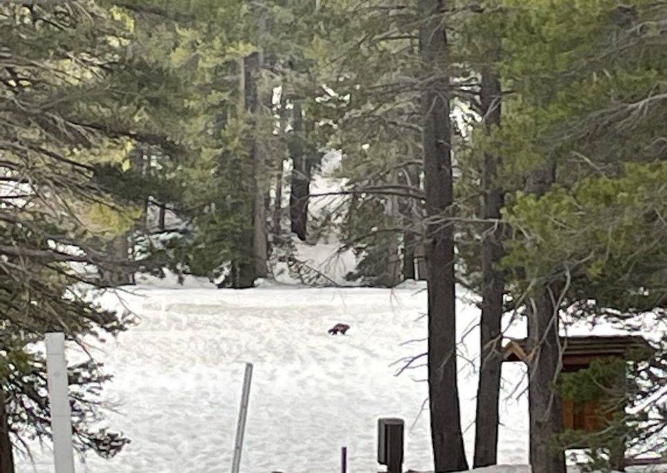 Small wolverine walking on snow surrounded by evergreen trees