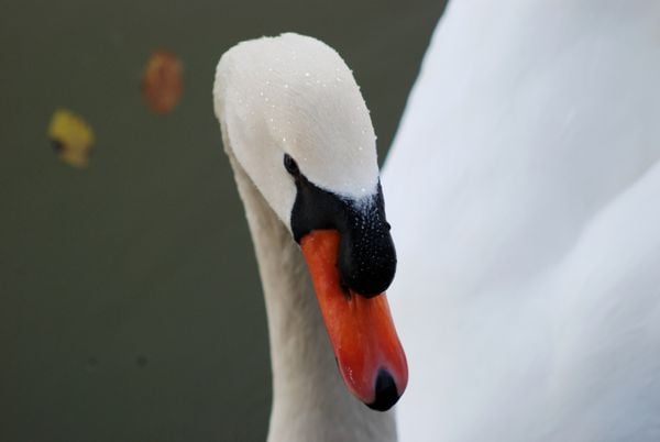 Norbert, the mute swan showing off for the camera. thumbnail