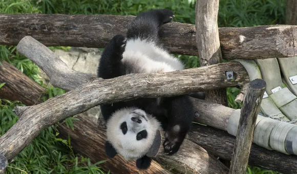 Giant panda Xiao Qi Ji upside-down in a hammock